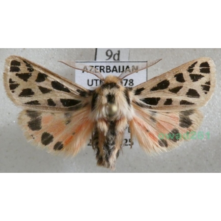 Chelis reticulata (Christoph, 1887) male Azerbaijan9d